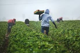 Our Farm Landscape