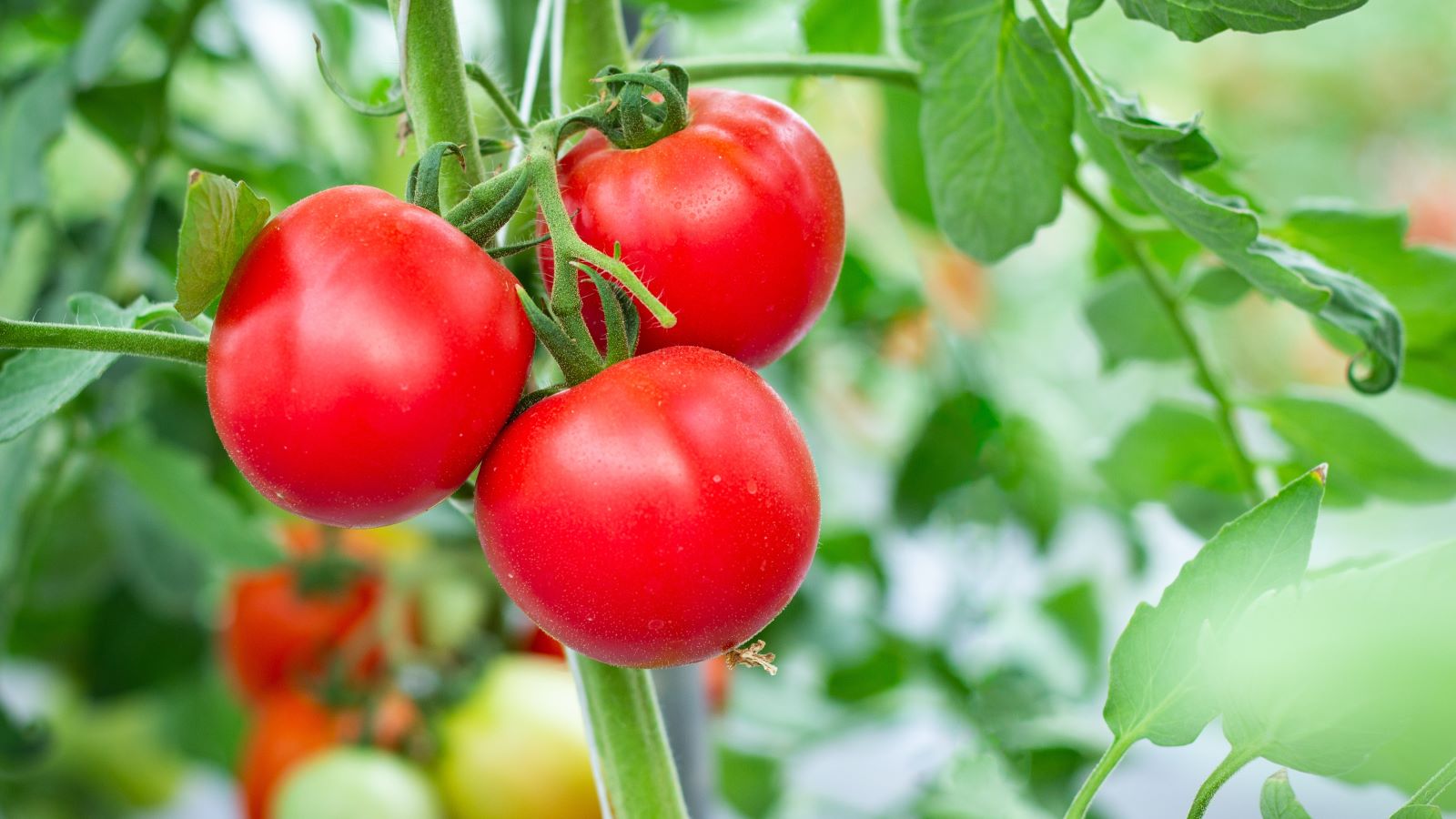 Fresh Organic Tomatoes